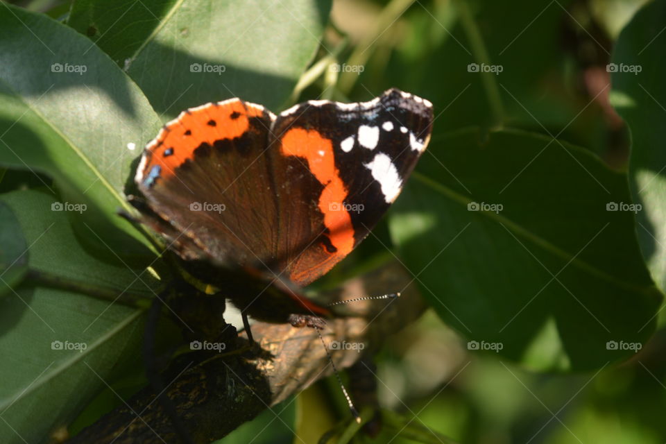Insect, Butterfly, Invertebrate, Nature, No Person