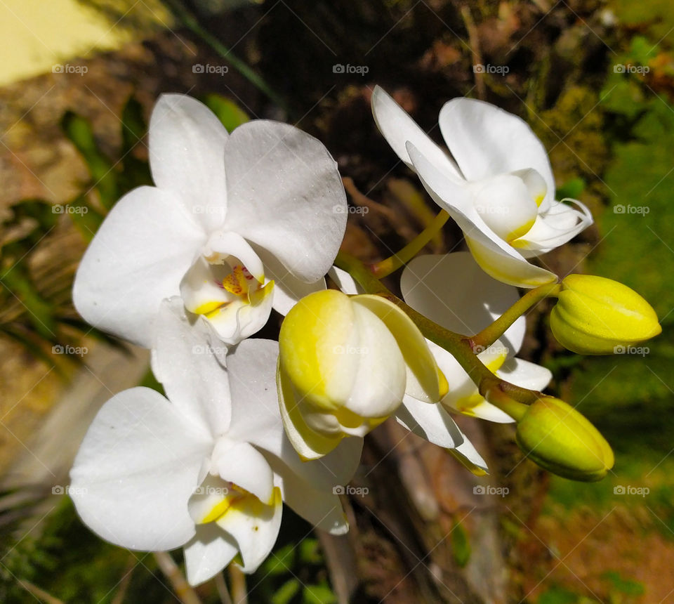 a white special orchid in the garden