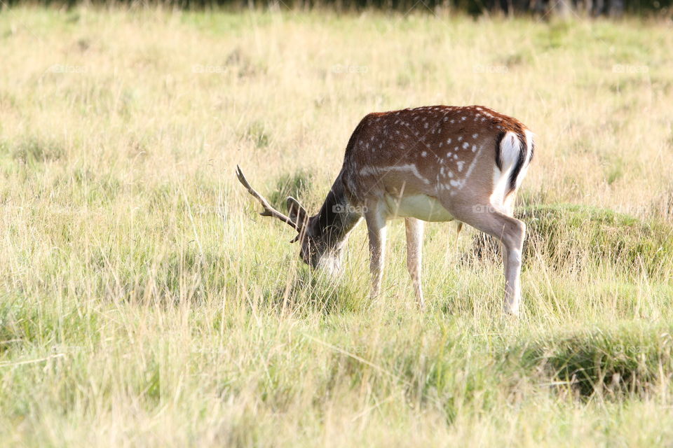 meadow. young stag on the meadow