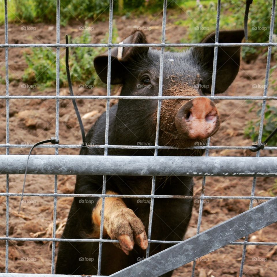 Perky pig. So sweet. He was eager for my apple core. 
