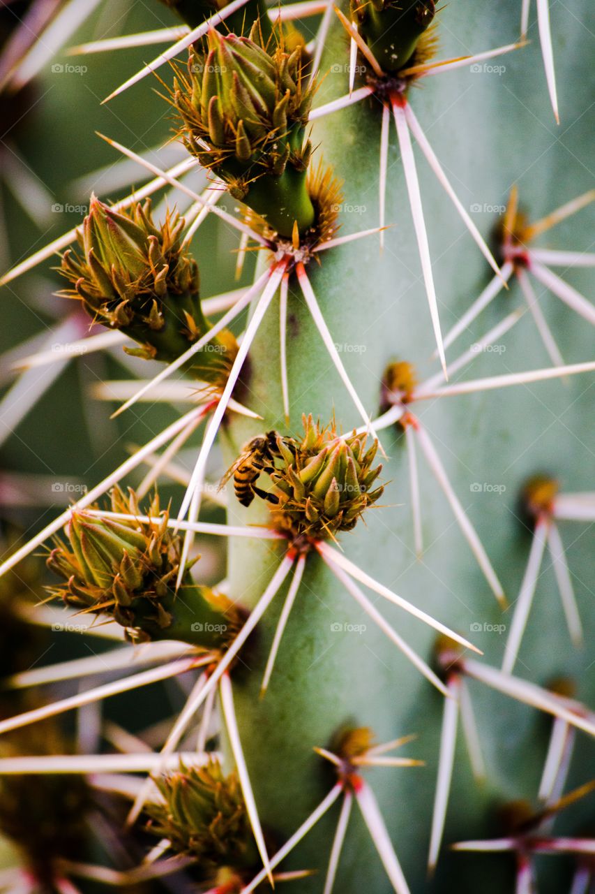 Cactus spines