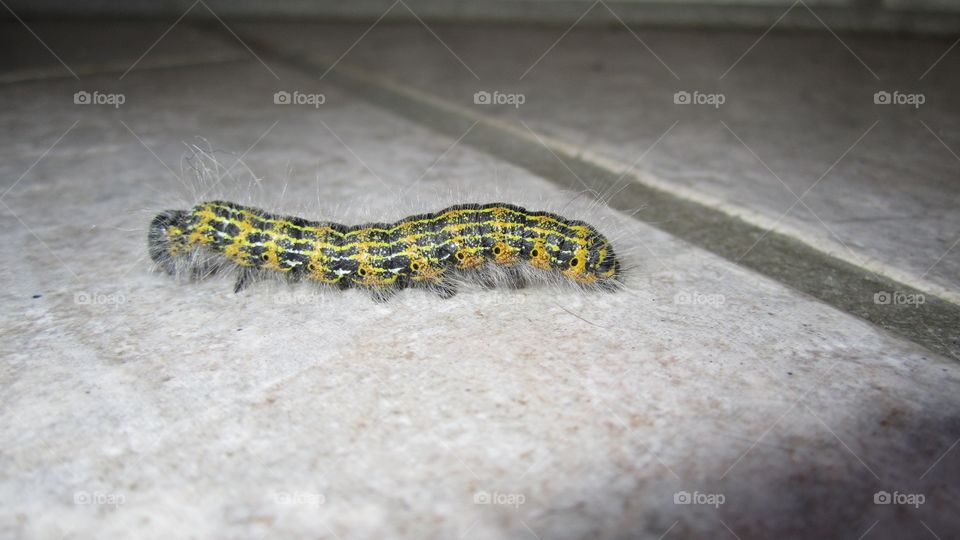 Caterpillar 