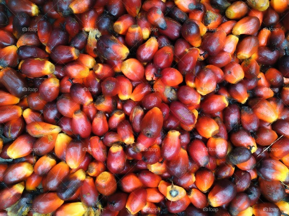 Amazing pile of palm fruits.