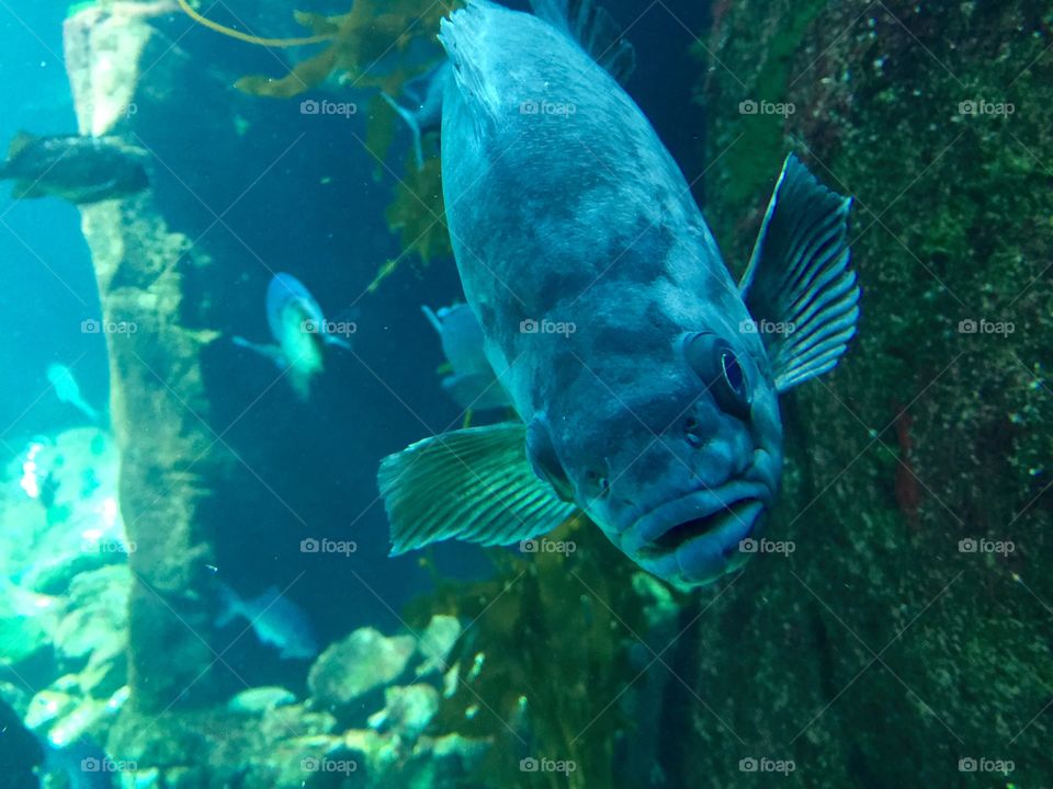 Fish. Up close and personal with exotic fish