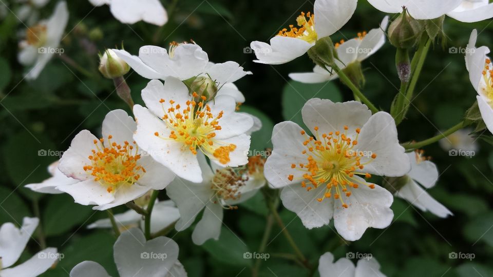 Wild Rose. Rose bush