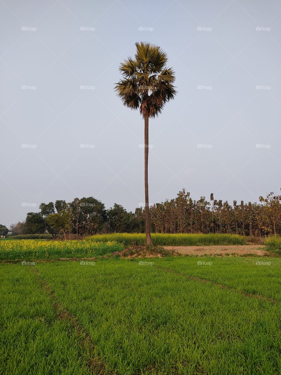 beautiful😍 palm tree🌴