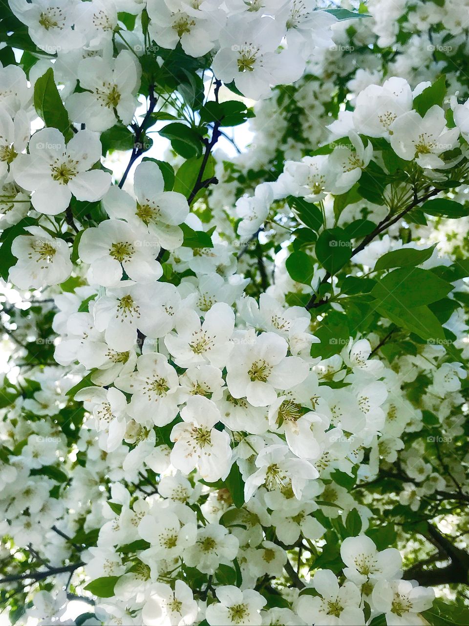 White flowers on a tree—taken in Dyer, Indiana 