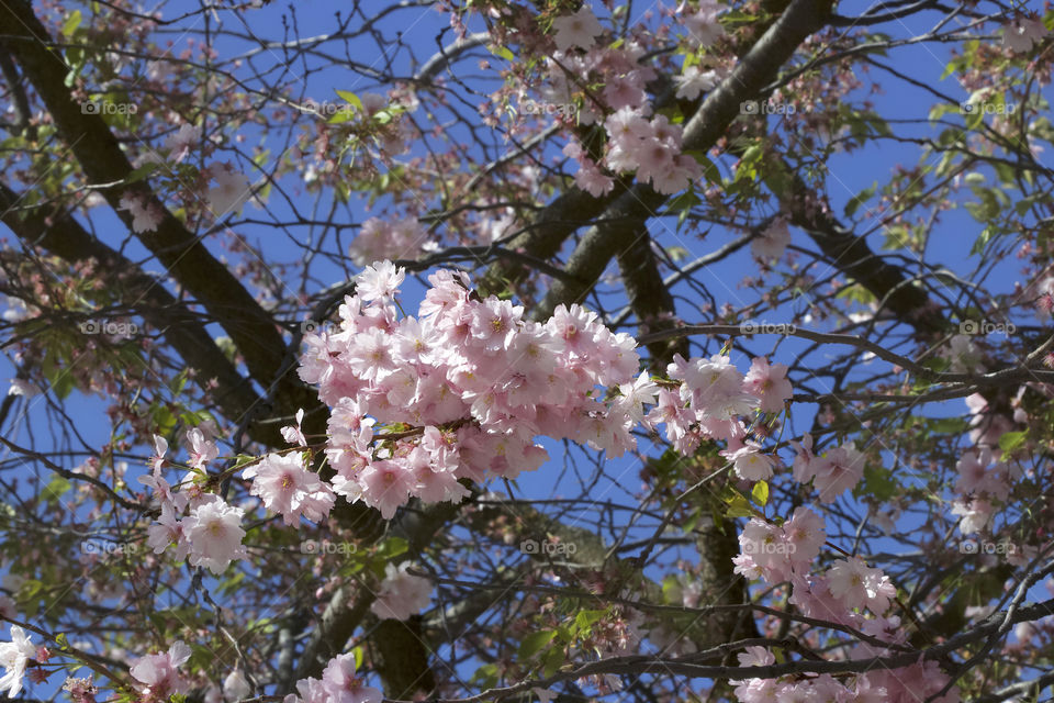 Japanese cherry blossoms