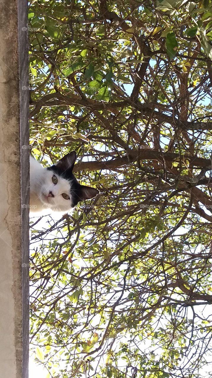 curious cat