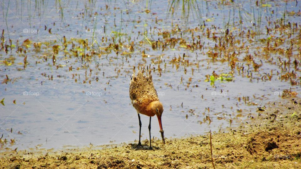 beautiful wild birds