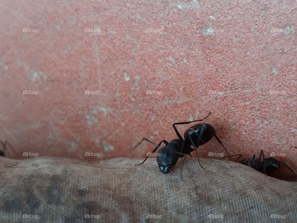 ant