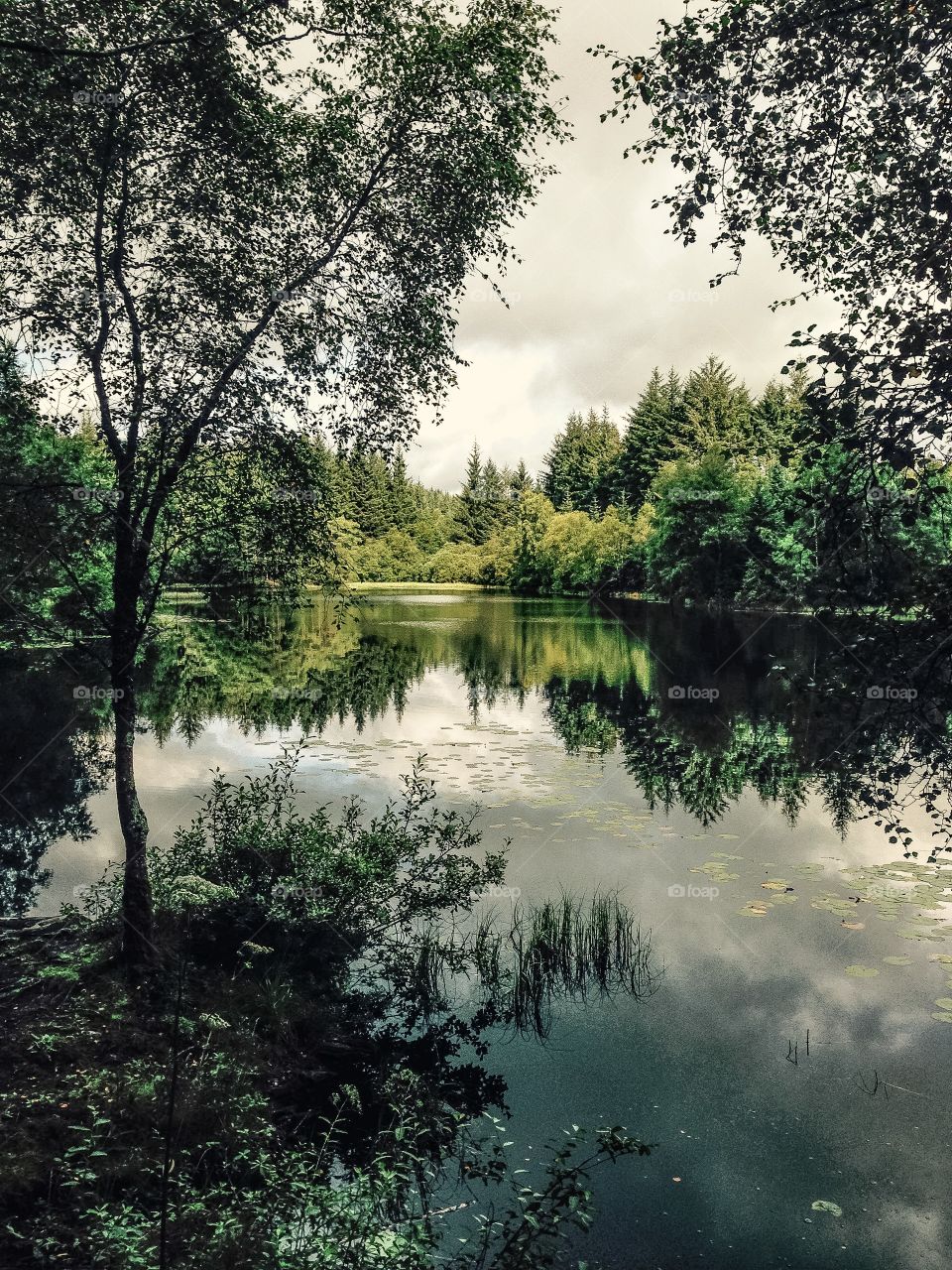 Scotland Forests.