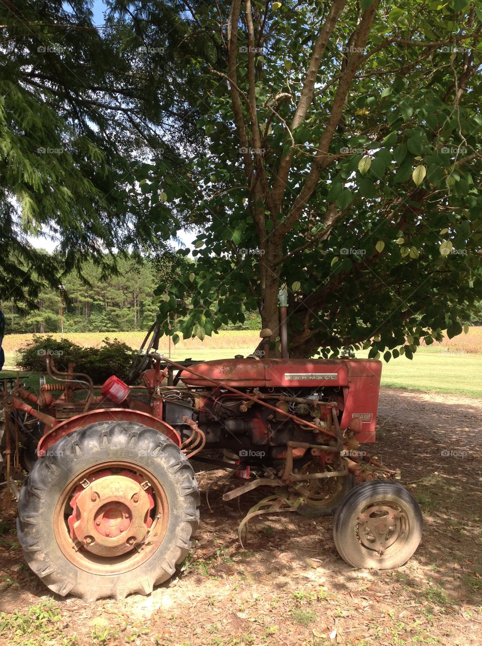 Antique Farmall Tractor