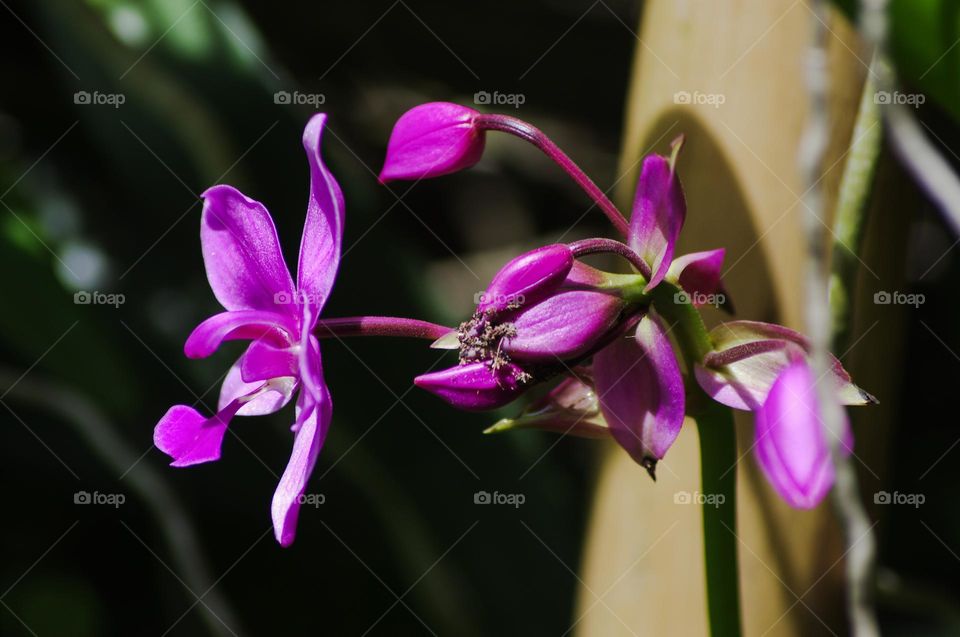 purple orchid