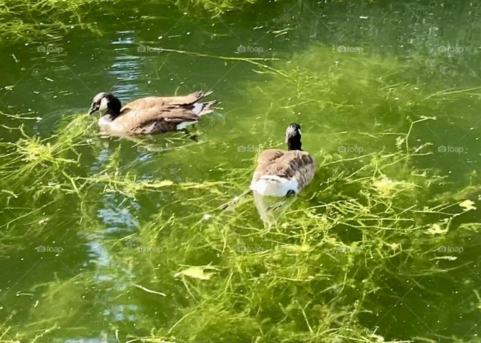 Ducks floating on green water