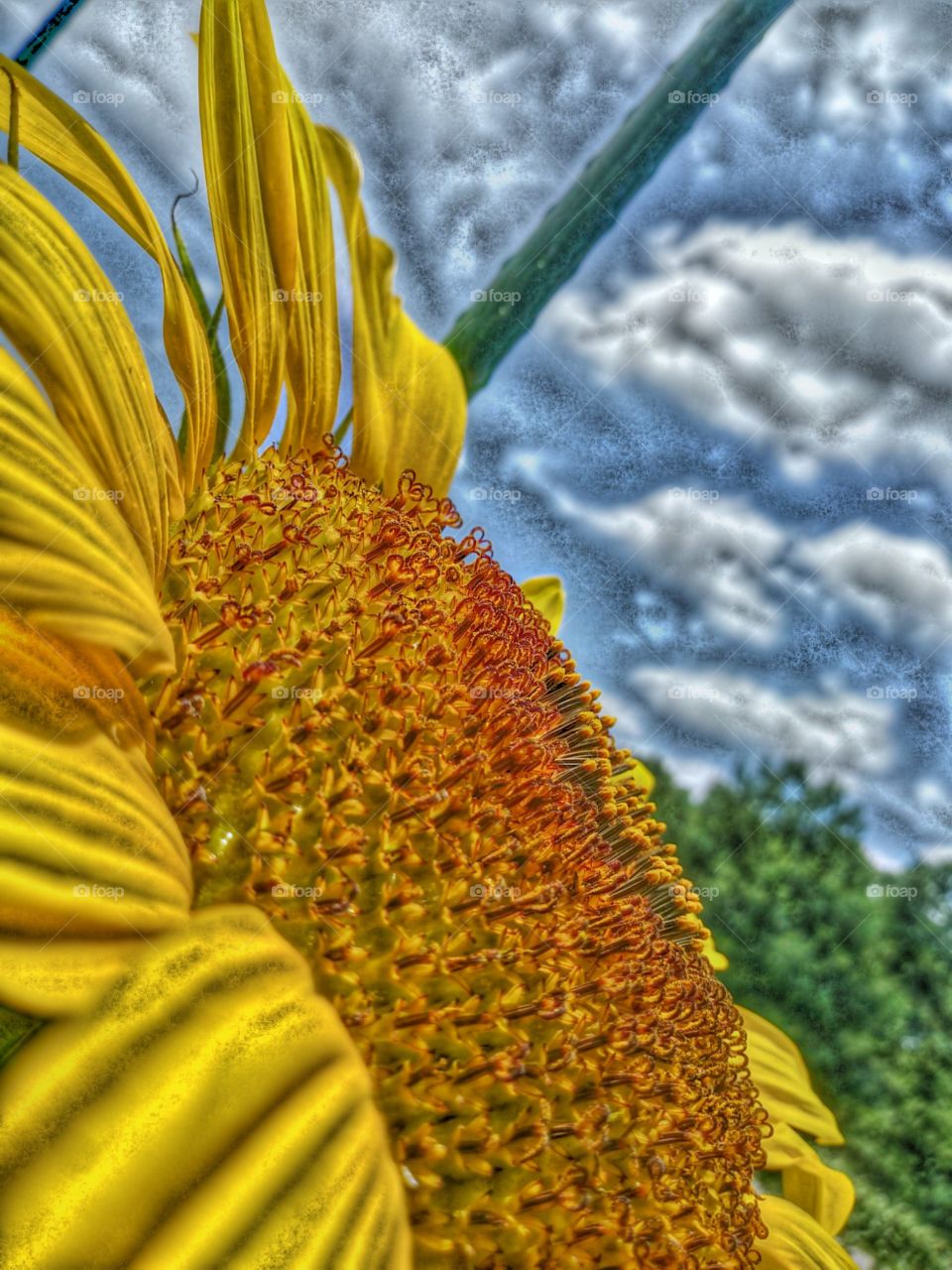 Almighty sunflower