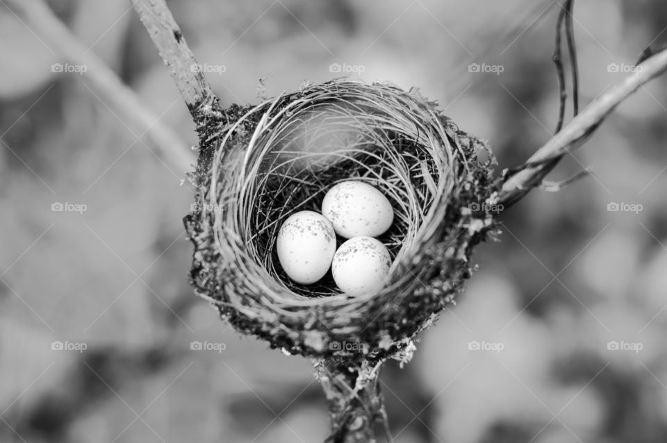 Three tiny eggs in a bird's nest.