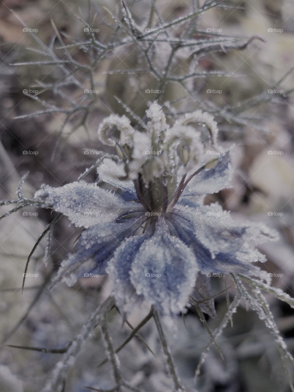 Frosty flower