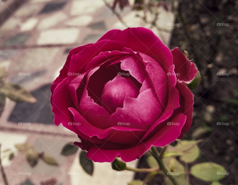 editers' choice: photo of the...