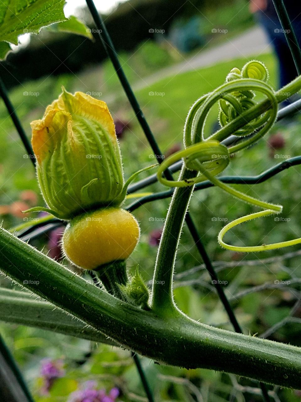 Tomatoes