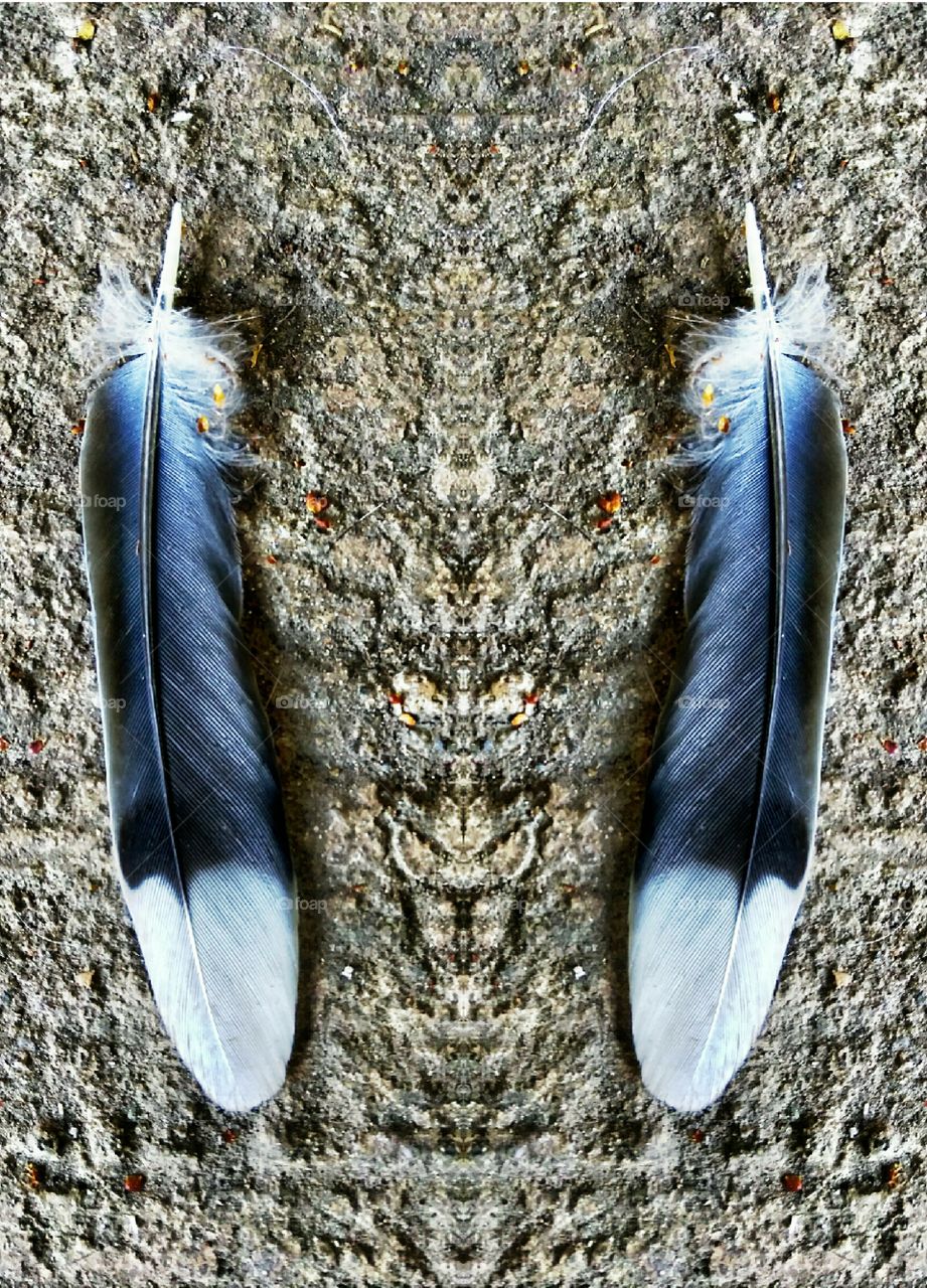 two feathers of the same bird. feather. Double. Bird. Abstract. Art.