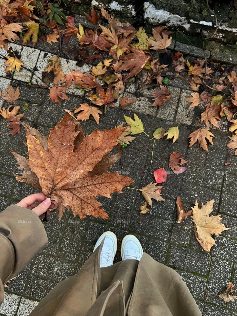Maple Leaf holding and Looking down, standing on autumn leaves 