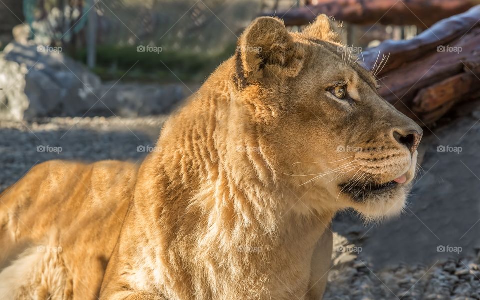 Close-up of lioness