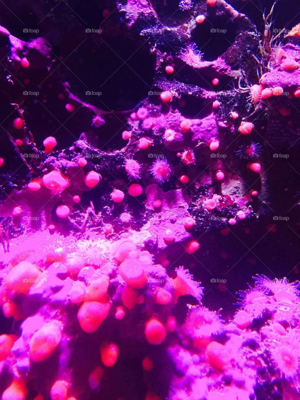 Coral. Underwater