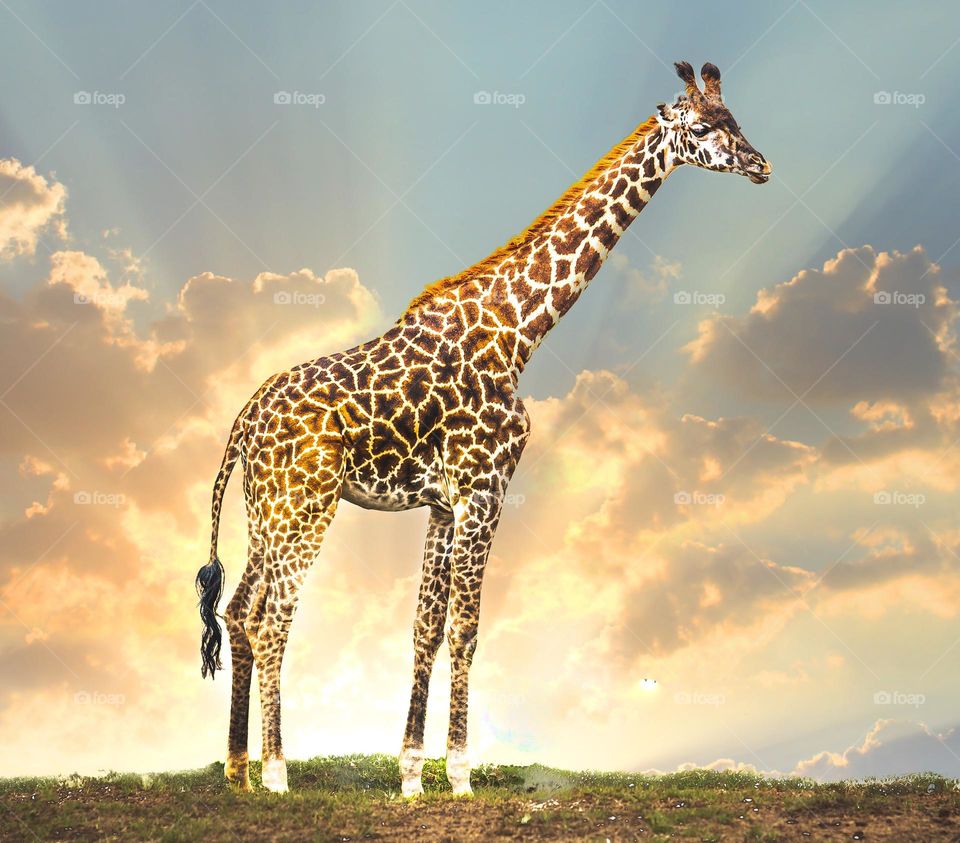 giraffe at sunset 