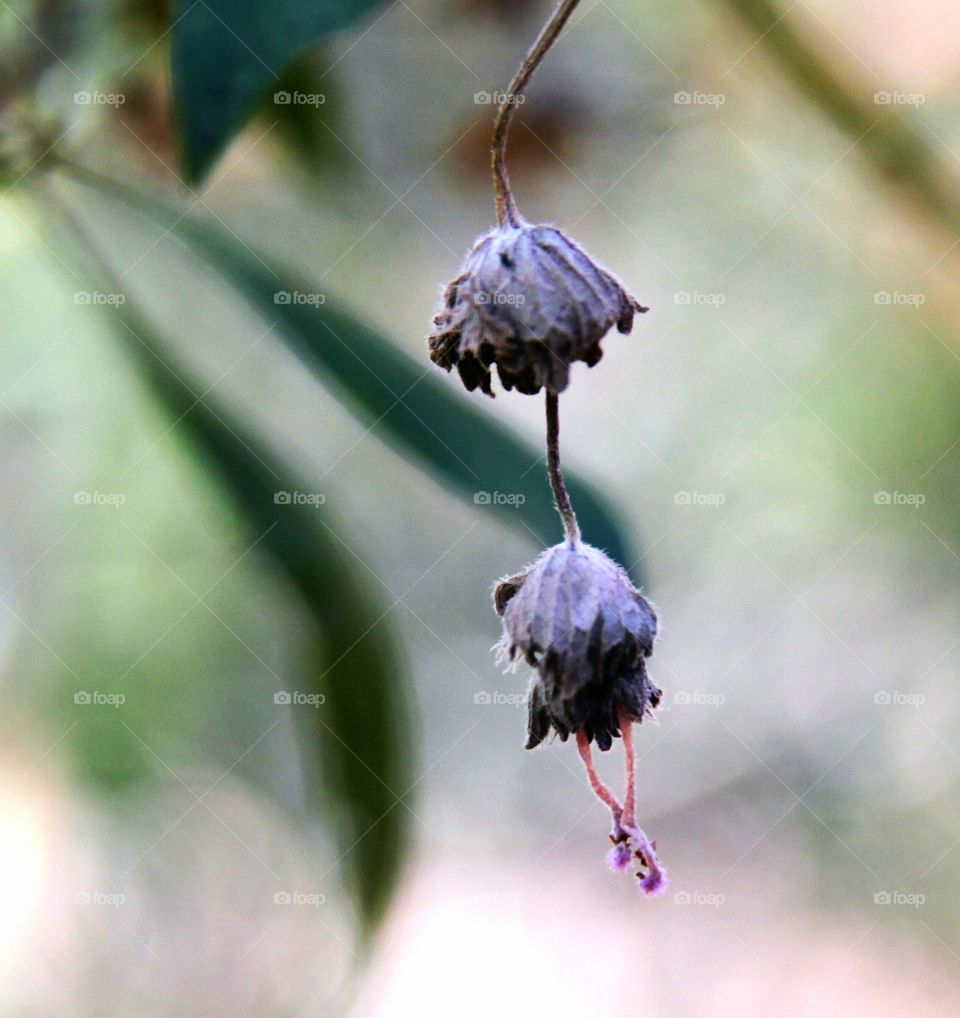 dried flowers suspended.