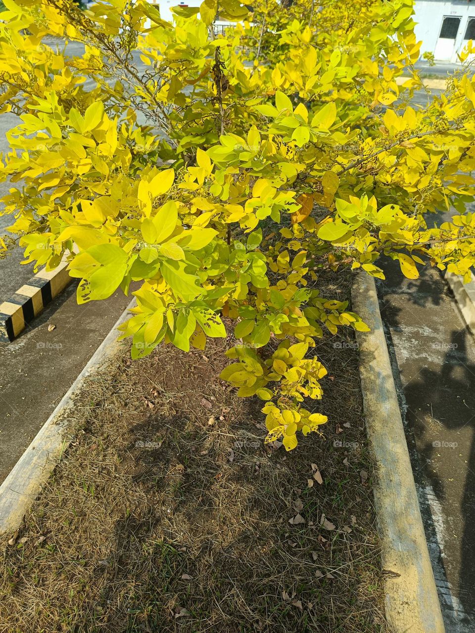 "Even in the face of hardship, this plant stands tall, its golden leaves a reminder that beauty can be found even in times of change."