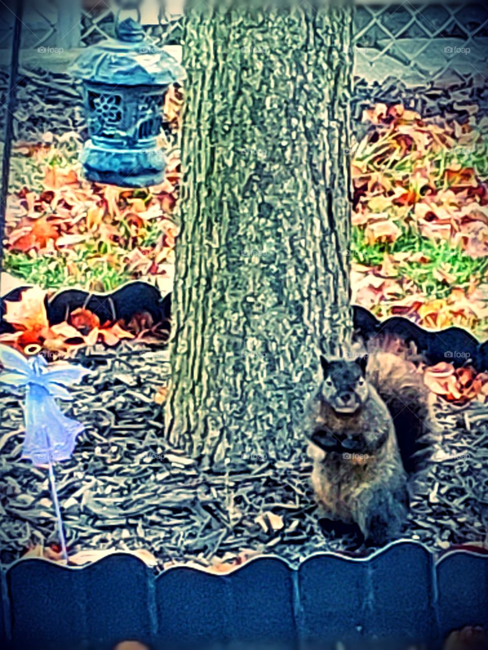 Squirrel posing in my backyard. How adorable.