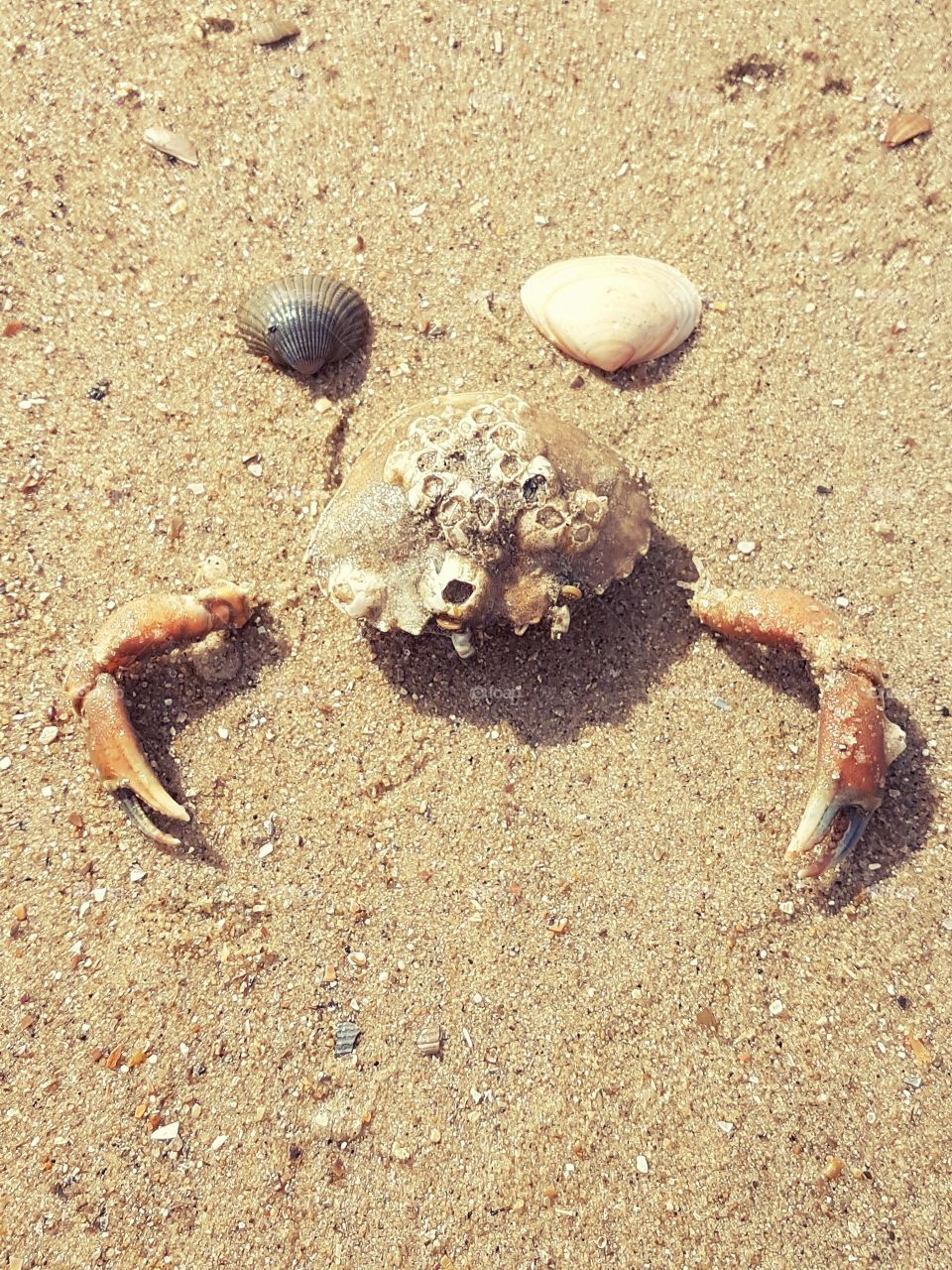 It's a Crab !
