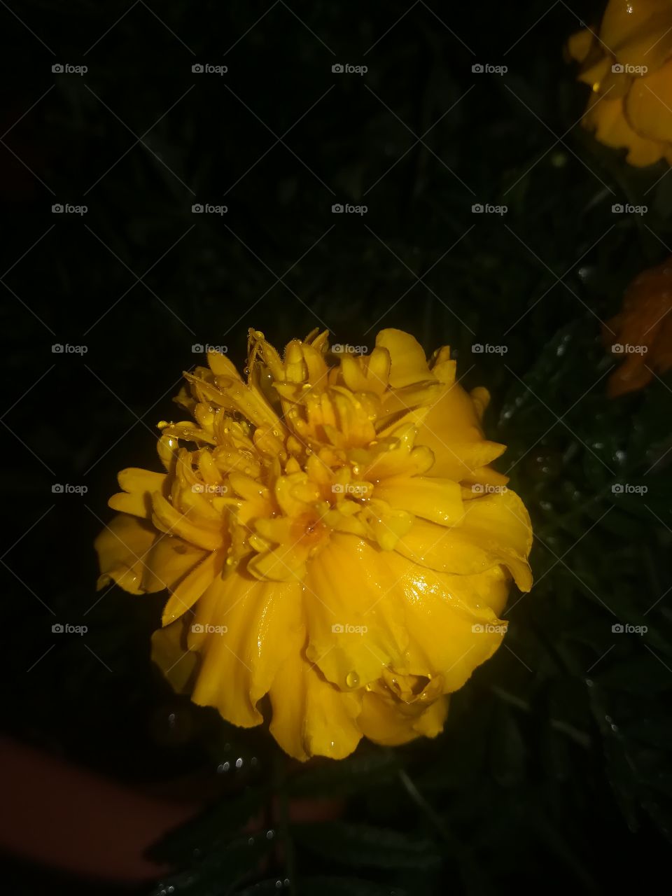 Jello flowers by night