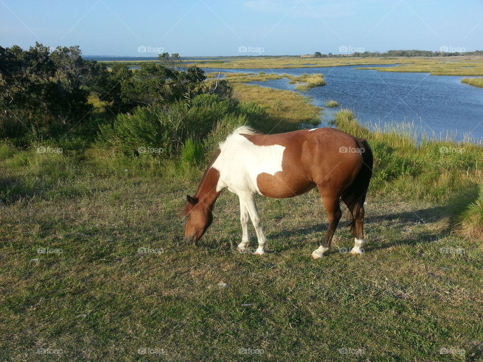 Wild horse Assateague Island