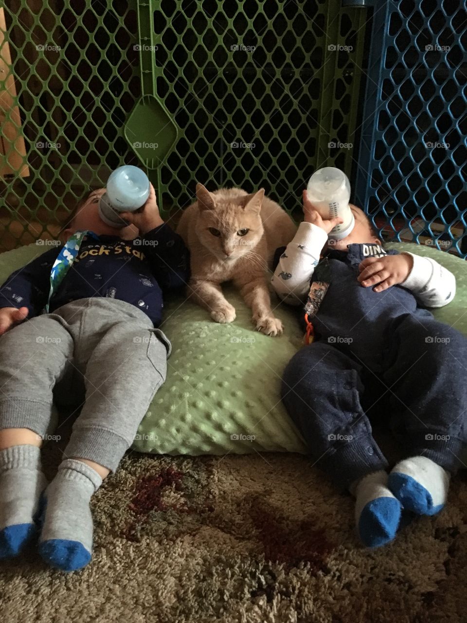 Serious cat reclining between twin infants drinking bottles