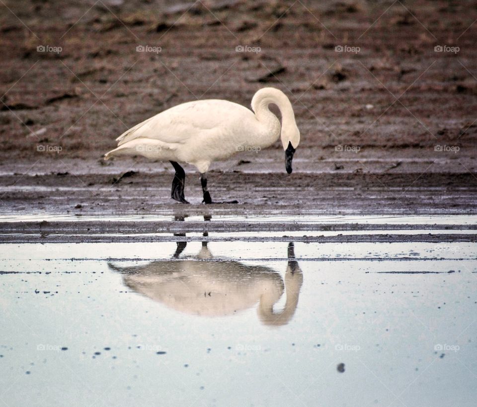 Trumpeter swan