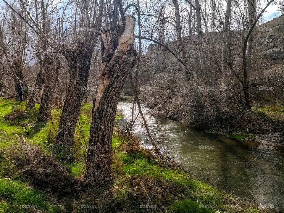 Water flow in the middle of the forest