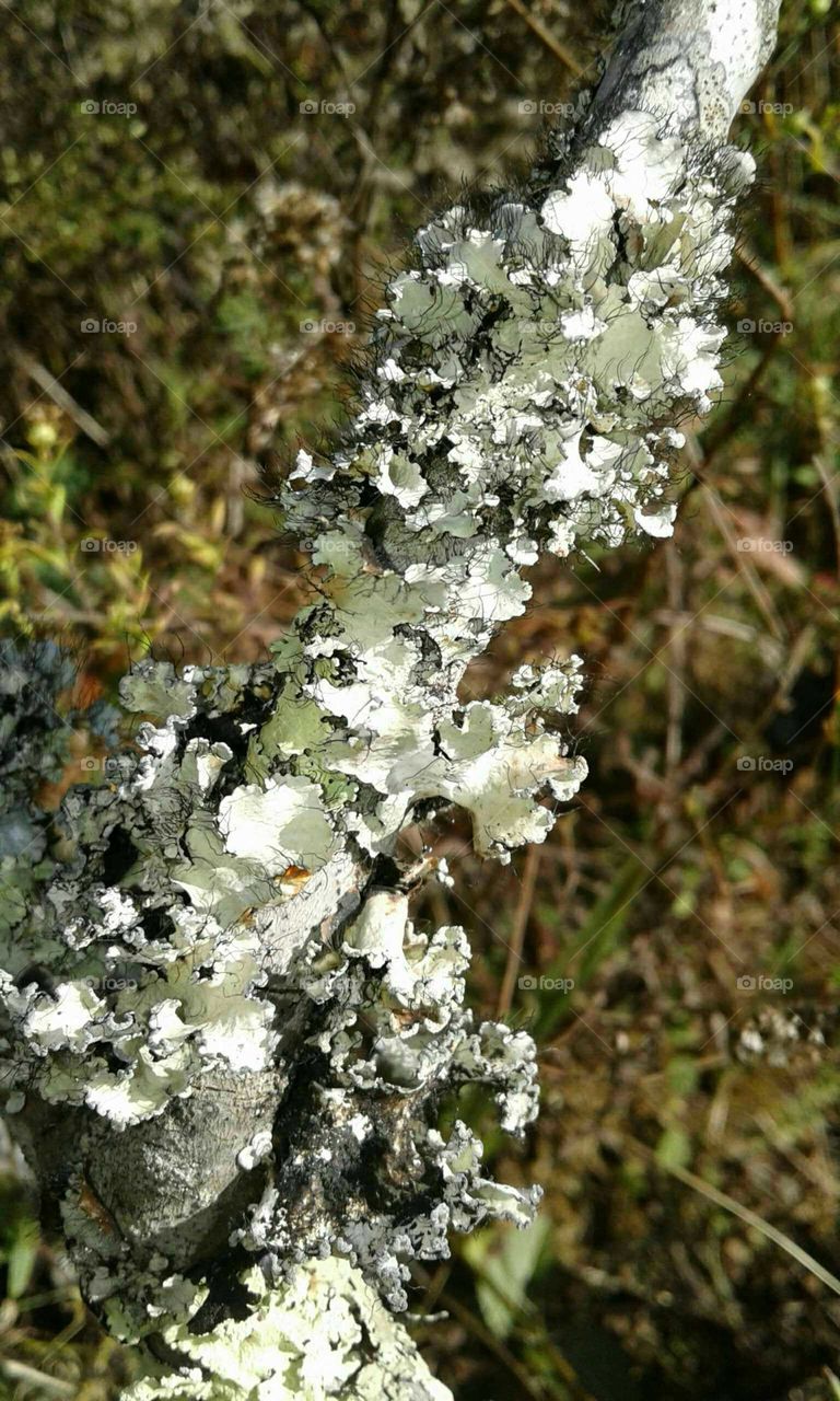 Lichen