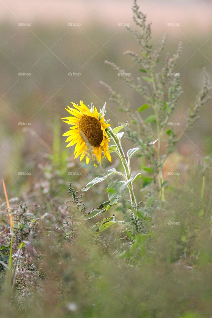 sunflower in sun