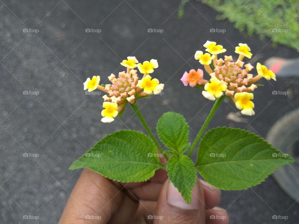 flower in hand