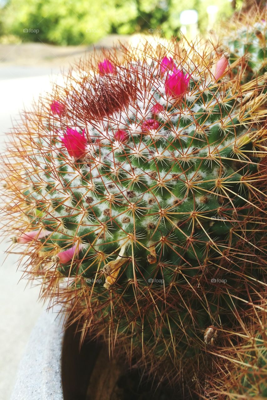 Cactus garden