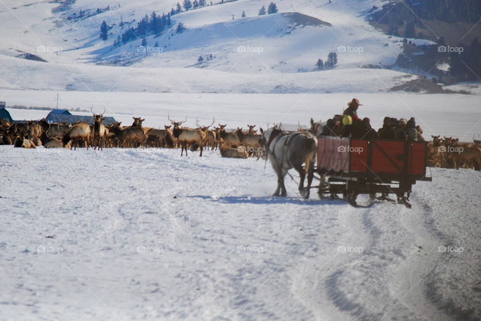 Horse Drawn Sleigh Ride Tour of the Elk Refuge in Jackson Hole, WY
