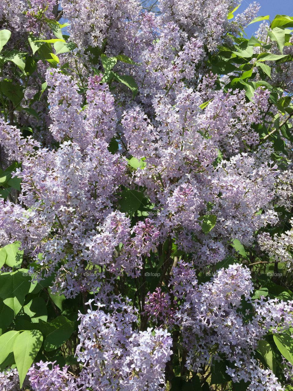 Lilacs