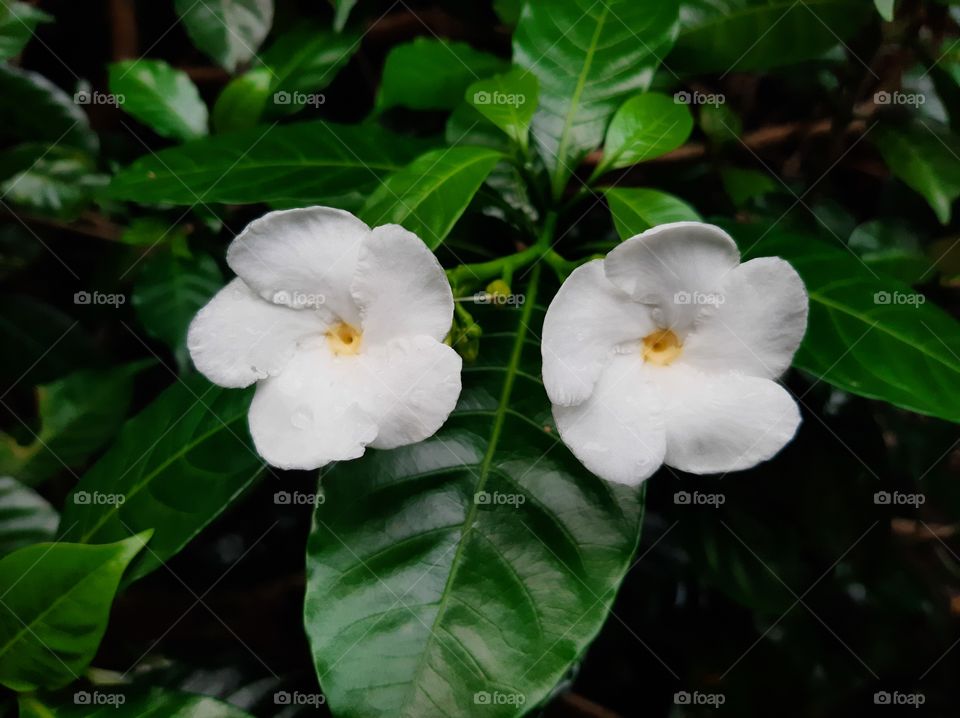 This is a one of beautiful flowers in my garden. Scientific name: Jasminum, Higher classification: Jasmineae, Rank: Genus.