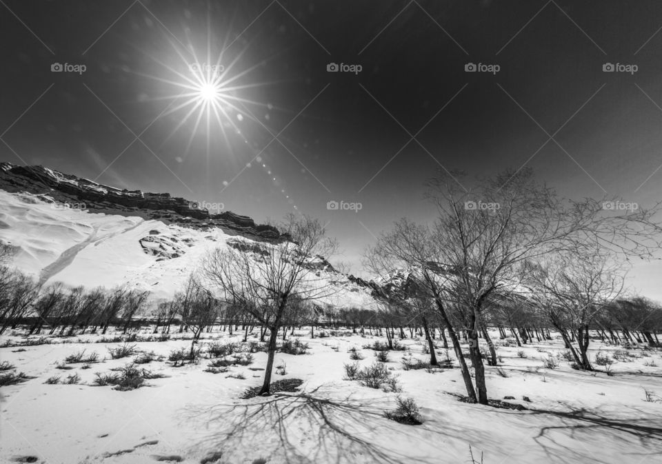 monochrome winter and snow landscape
