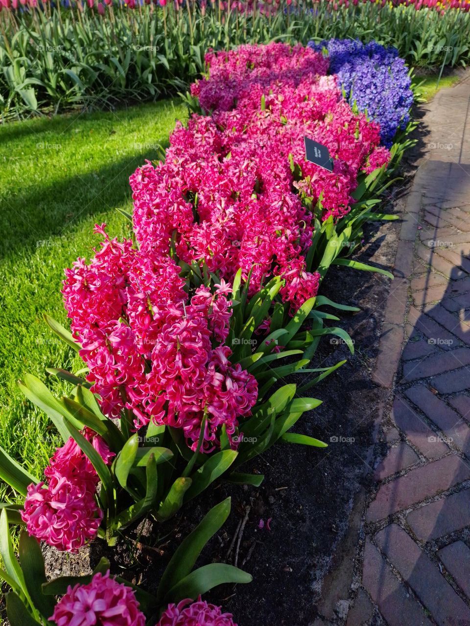 garden in holland