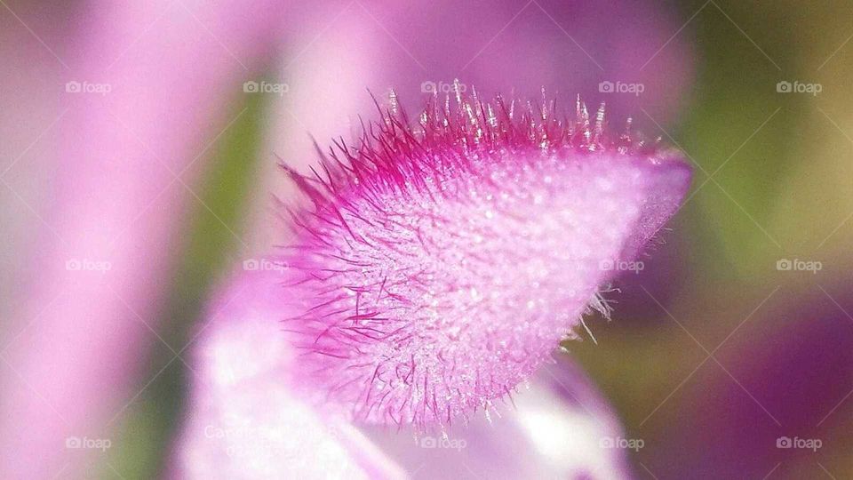 Macro Weed Flower