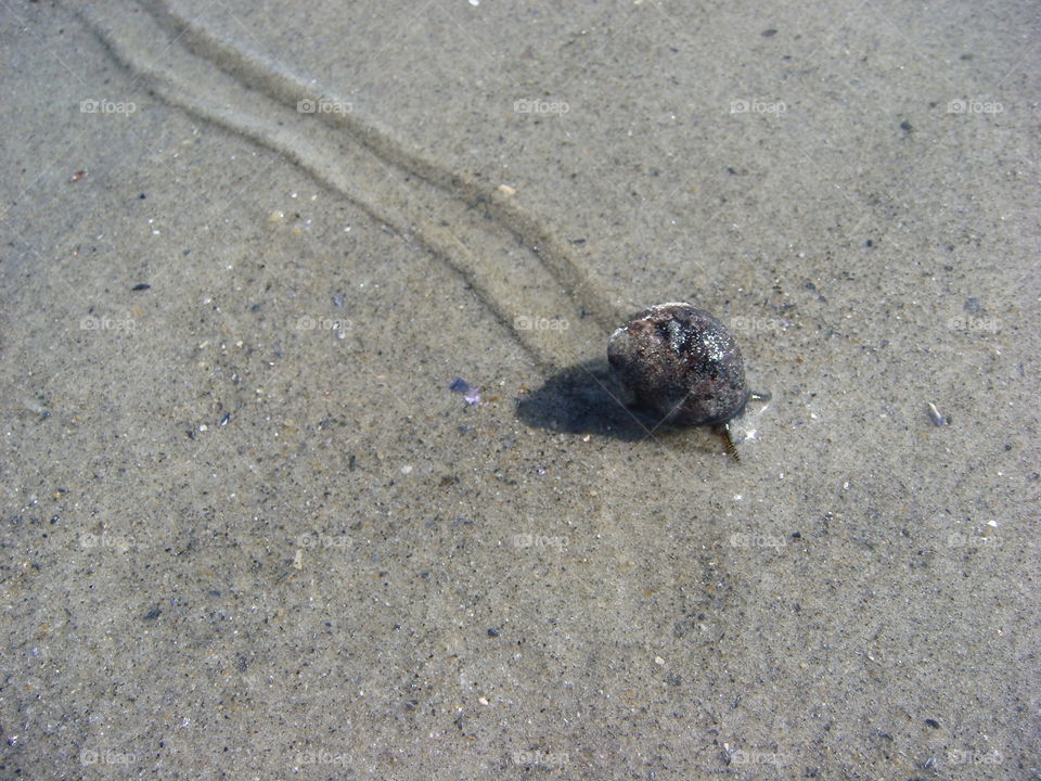 Maine marine snail. Maine marine snail, Scarborough, Maine