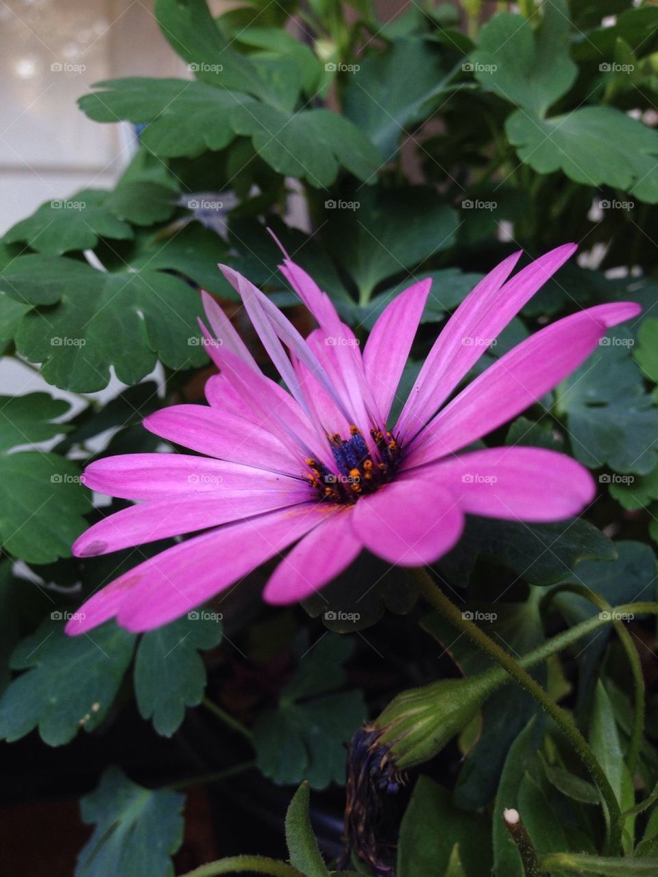 African Daisy